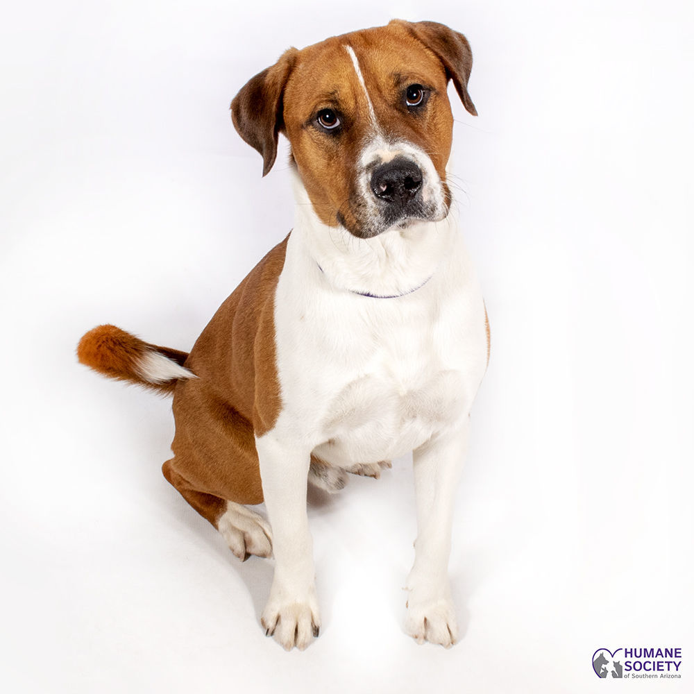 Adopt a friend: Kelso